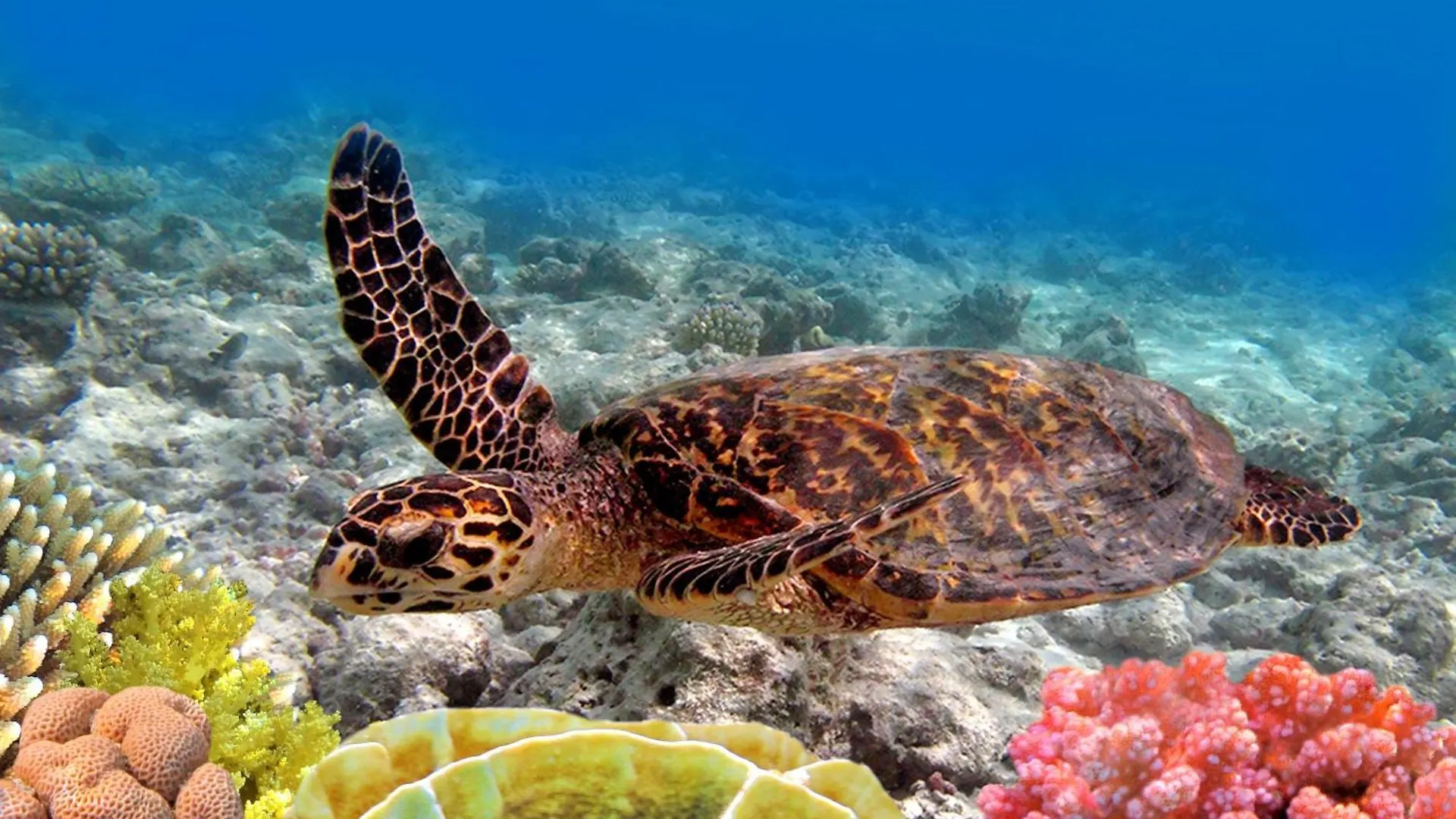 Waiohuli Beach Hale C212 Kihei Dom wakacyjny