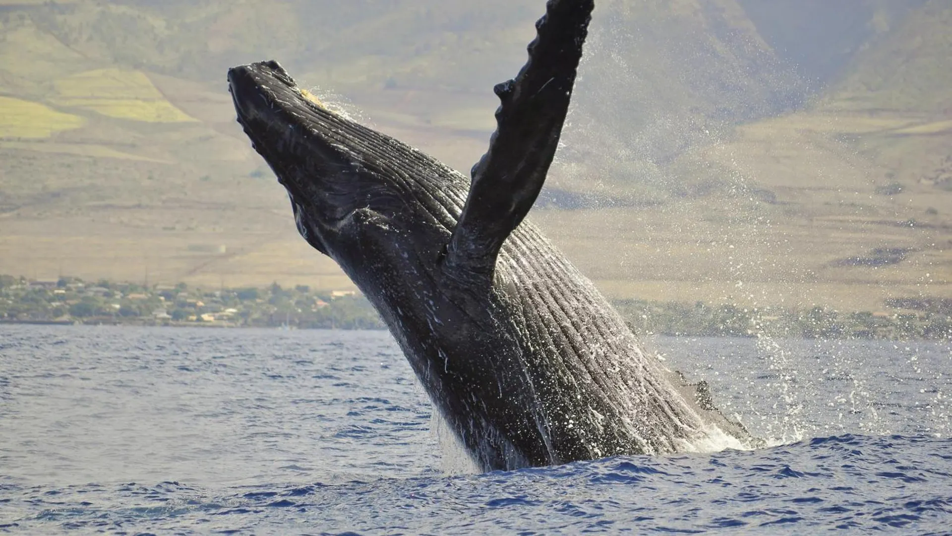 Dom wakacyjny Waiohuli Beach Hale C212 Kihei Stany Zjednoczone Ameryki